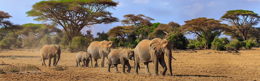 2-days-kenya-lodge-amboseli-park-safaris