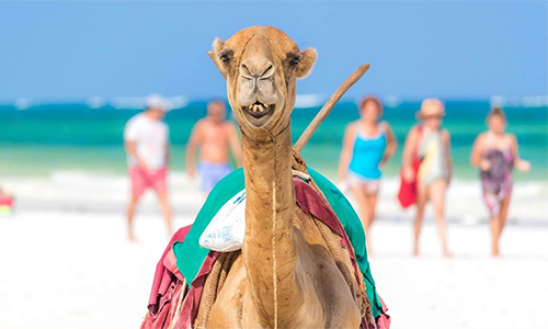 Beach Safaris in Kenya