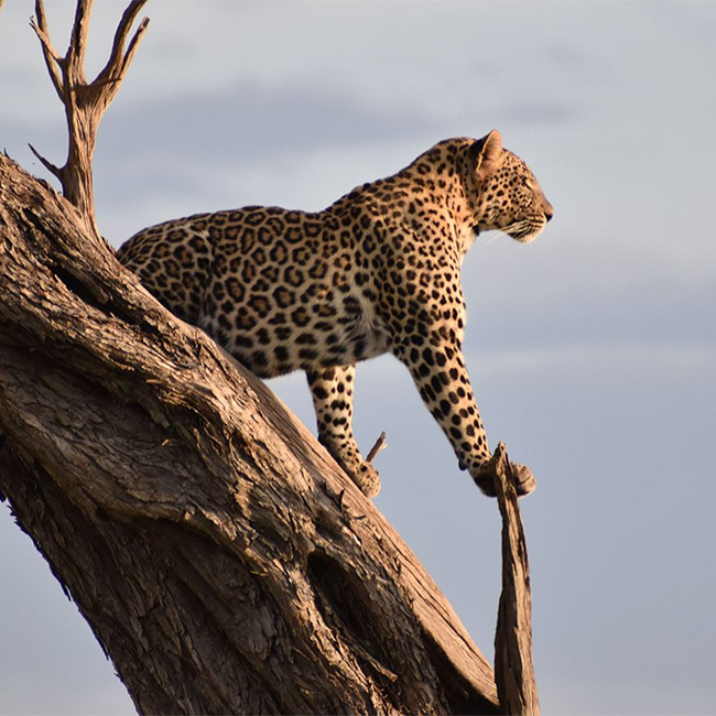 destination-kenya-safaris